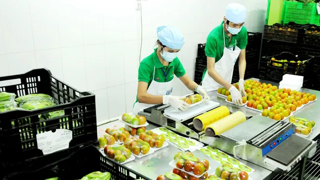 Đóng gói bao bì nhãn hàng riêng rau củ quả Co.op Ảnh: CAO THĂNG