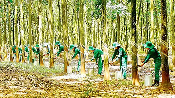 Không để thất thoát vốn khi cổ phần hóa VRG