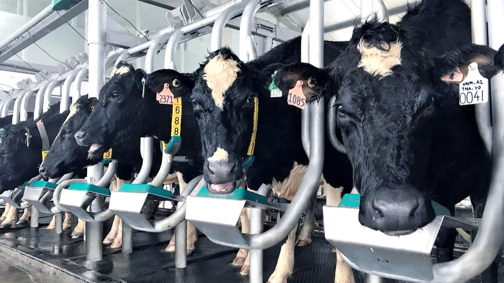 Vinamilk sản xuất sữa A2 đầu tiên tại Việt Nam