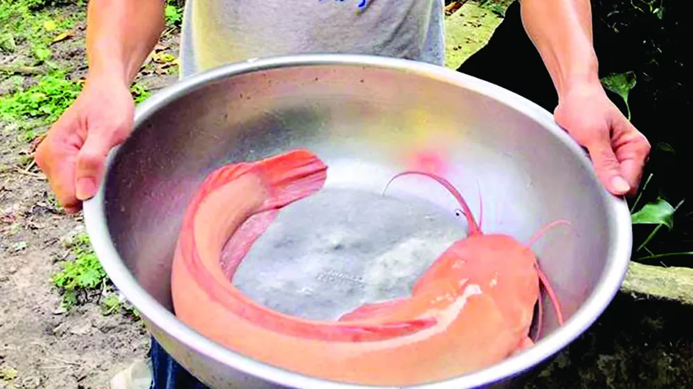 Thả lưới bắt được cá trê vàng nặng 3kg