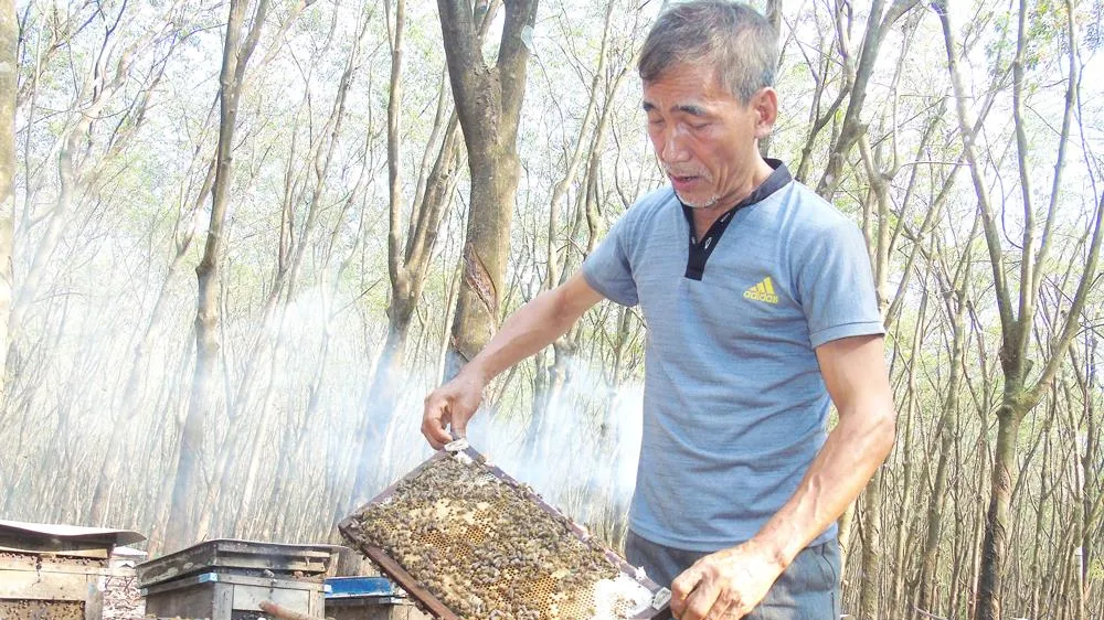 Nuôi ong lấy mật dưới tán rừng cao su 