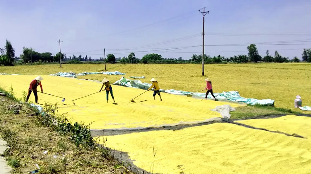 Thu hoạch lúa đông xuân ở Cần Thơ
