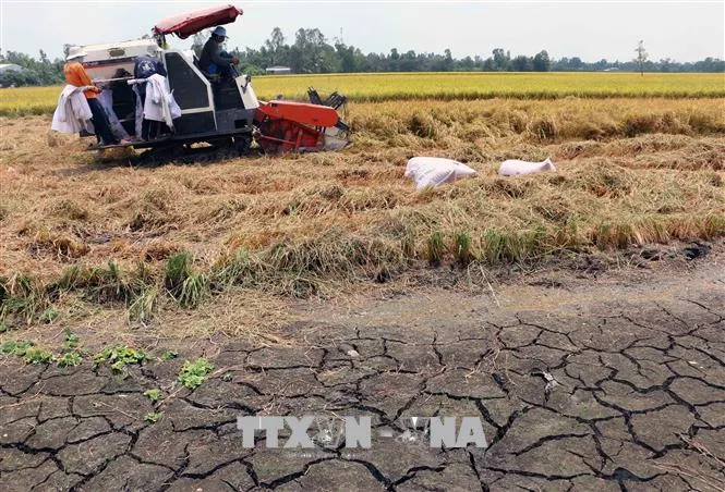 ĐBSCL: Gia tăng sản xuất sau hạn, mặn