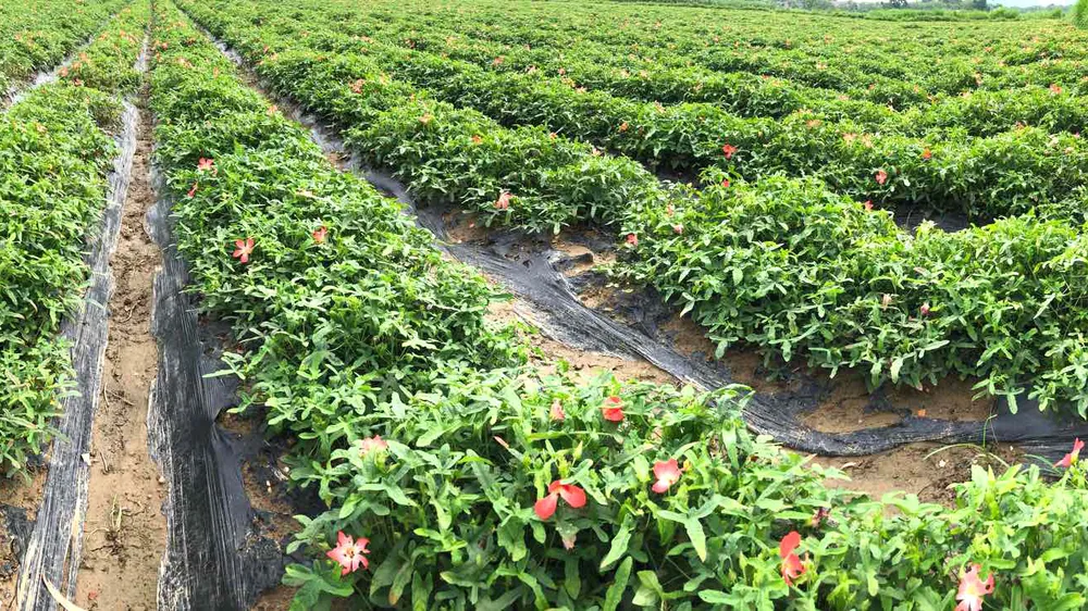 Thanh Hóa: Hơn 10 tỷ đồng phát triển sâm Báo