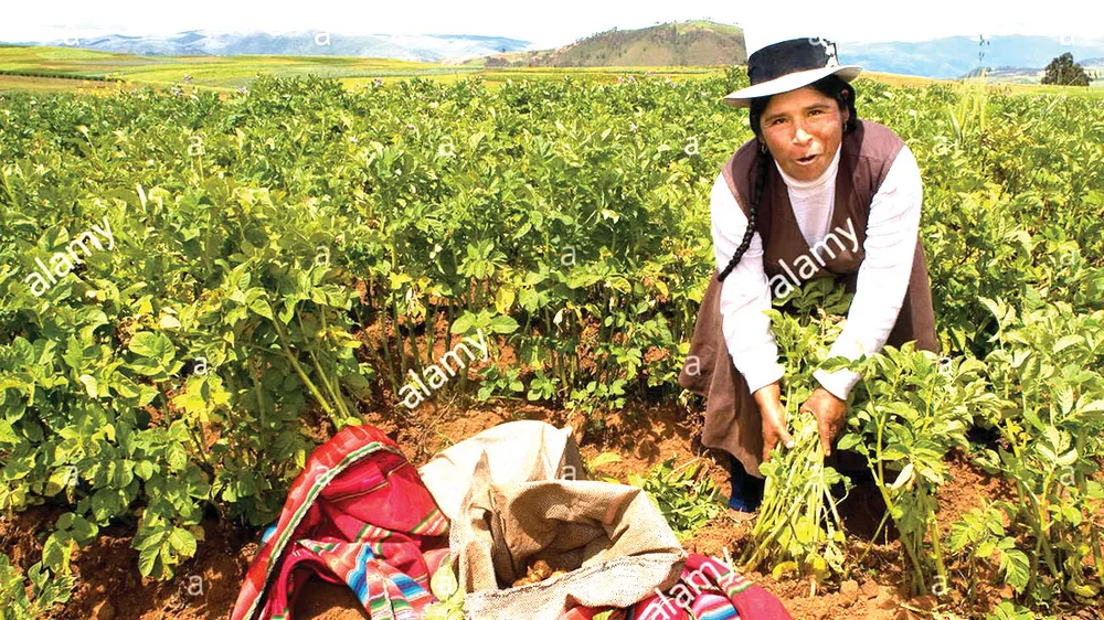 Người Inca thu hoạch hoa màu ở Peru