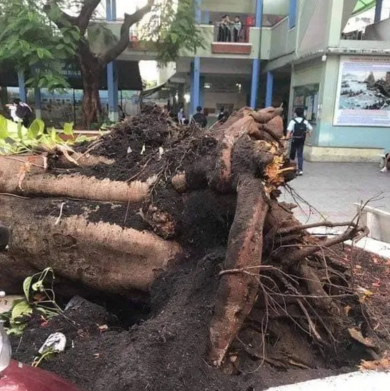 Công ty Công viên cây xanh TPHCM nói gì về sự cố cây phượng ngã đổ trong sân trường?