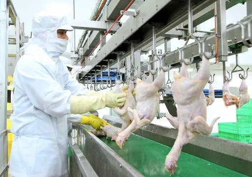 TPHCM: Đảm bảo nguồn cung thịt và trứng gia cầm