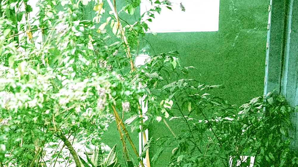 Góc nhỏ màu xanh trong gia đình nuôi dưỡng những câu chuyện đẹp. Ảnh: KHANH TRỊNH