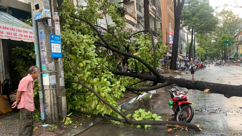 Nơm nớp nỗi lo cây xanh gãy đổ 