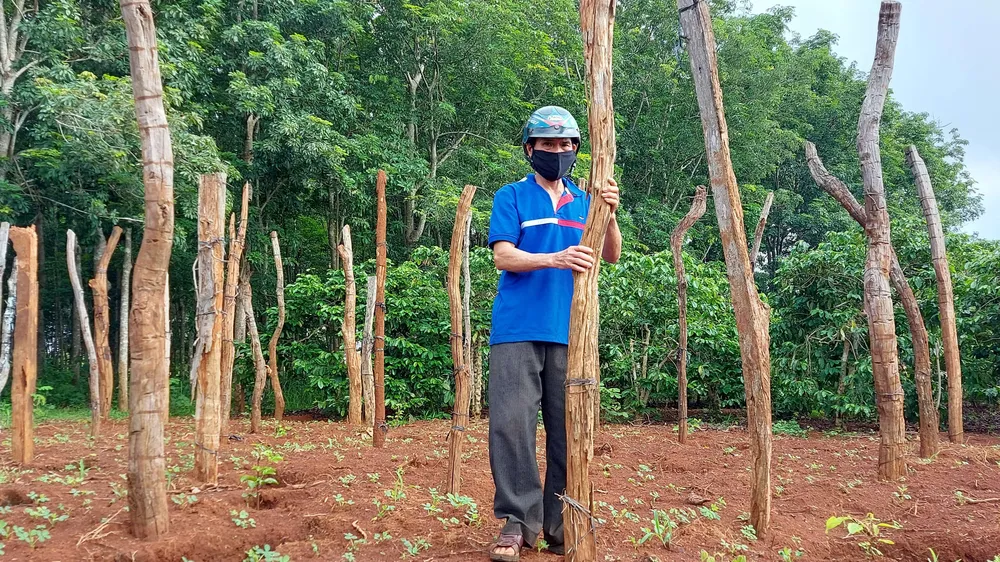 Phát triển bền vững cây tiêu - Bài 1: Quy hoạch 50.000ha, thực tế 130.000ha