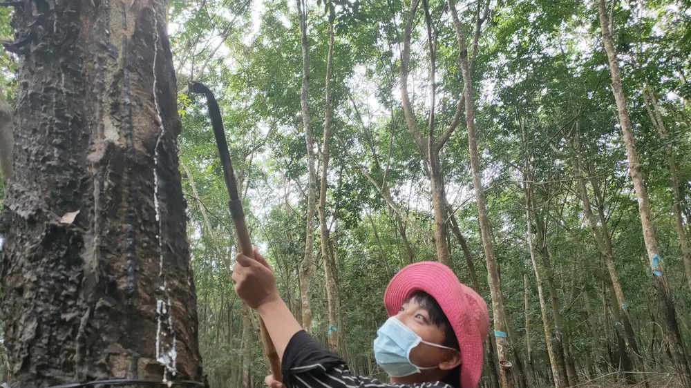 Cao su tiểu điền gặp khó