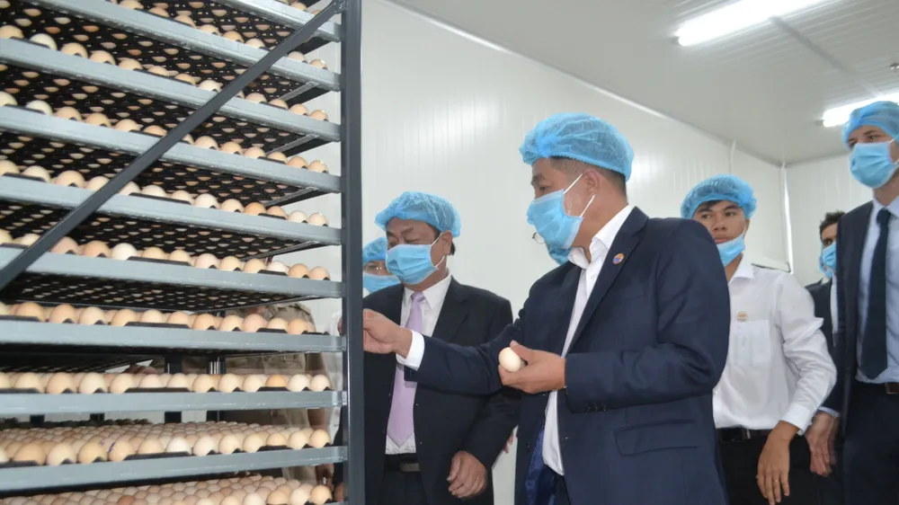 Phát triển ngành chăn nuôi công nghệ cao
