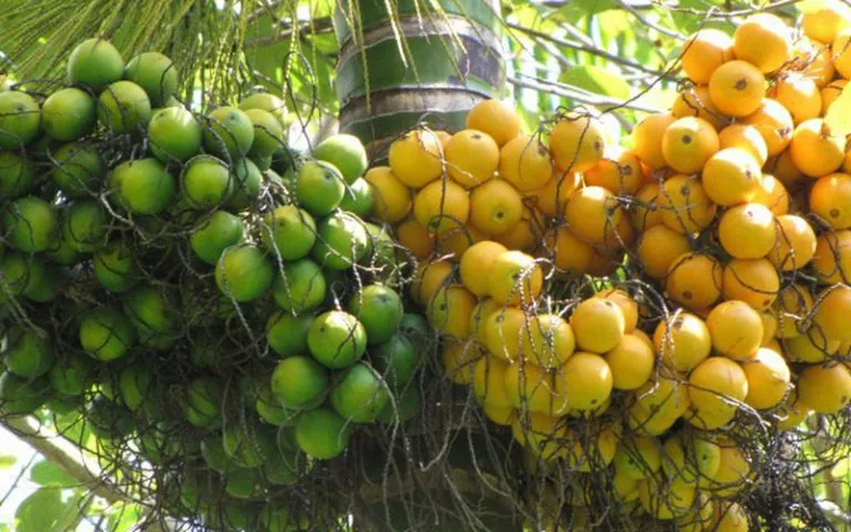 Đắk Lắk: Giá cau cao, người dân đổ xô trồng