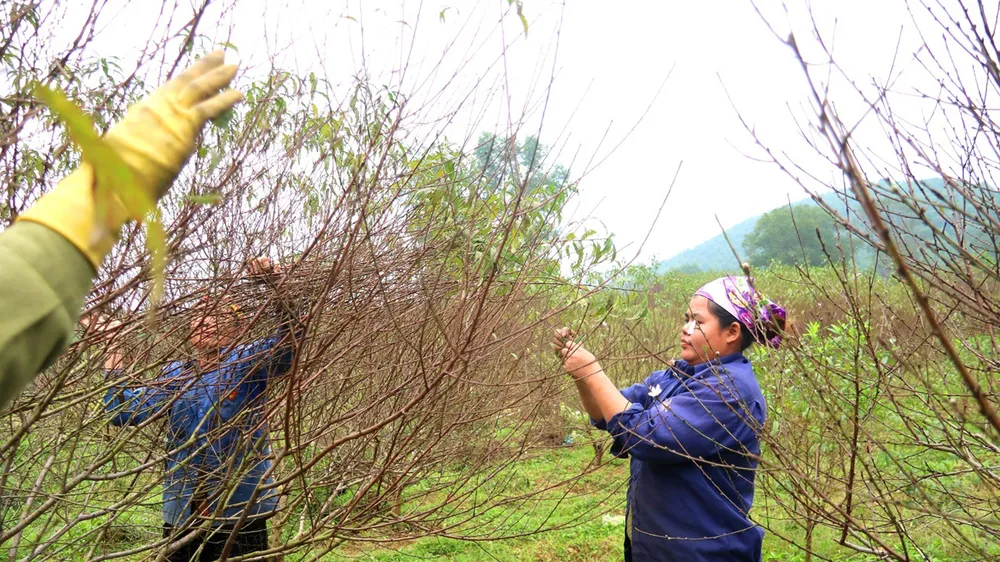 Cao điểm chăm sóc hoa, cây kiểng phục vụ tết