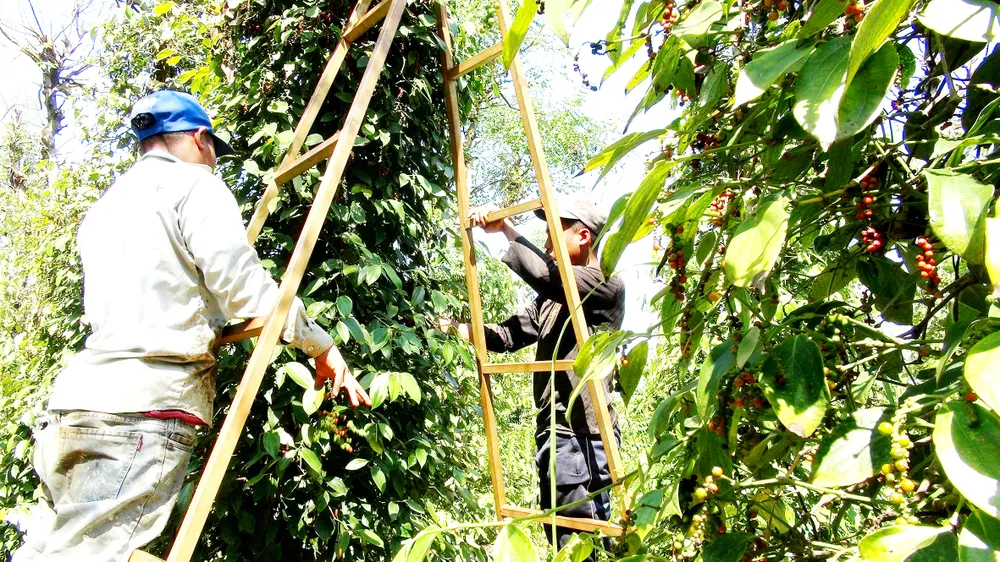 Nông sản tiếp tục “tắc” đầu ra