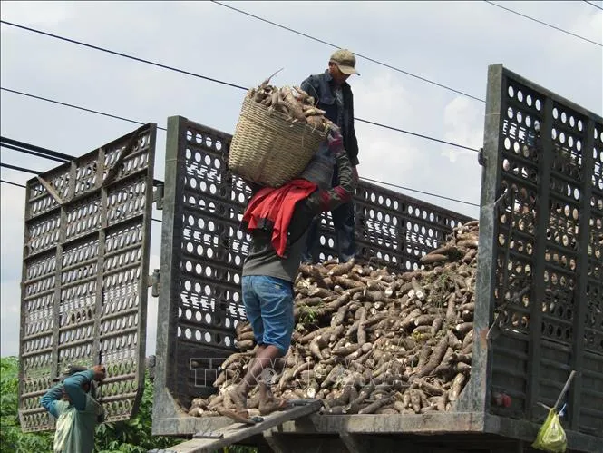 Hiệp hội Sắn kiến nghị bỏ văn bản của Tổng cục Thuế về thuế giá trị gia tăng