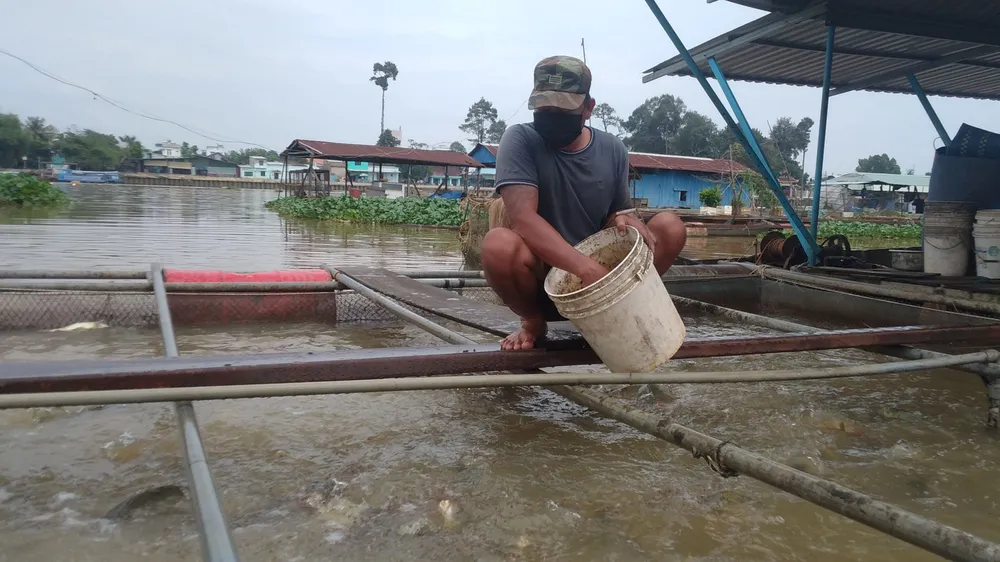 Người dân làng cá Tân Mai, TP Biên Hòa lo lắng vì giá cám liên tục tăng 