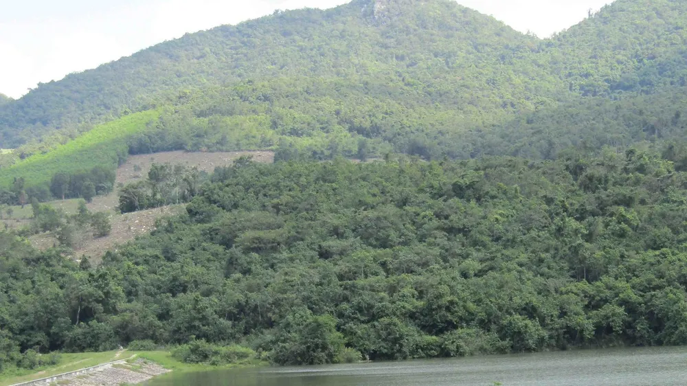 Bình Định: Làm rõ thông tin cựu bí thư huyện “gom” 115ha đất rừng