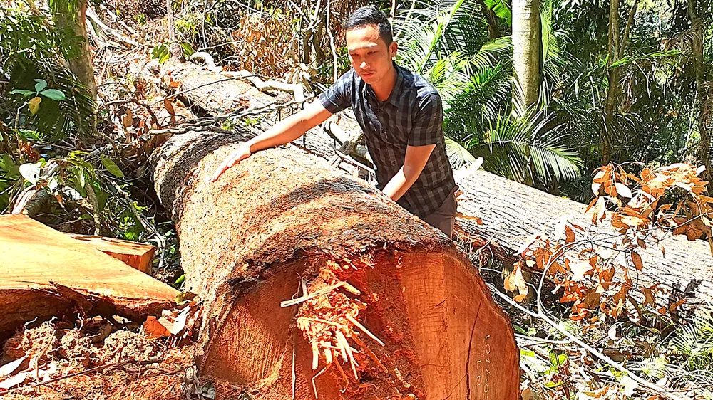 Rừng vẫn... “chảy máu“: “Băm nát” rừng Tây Nguyên