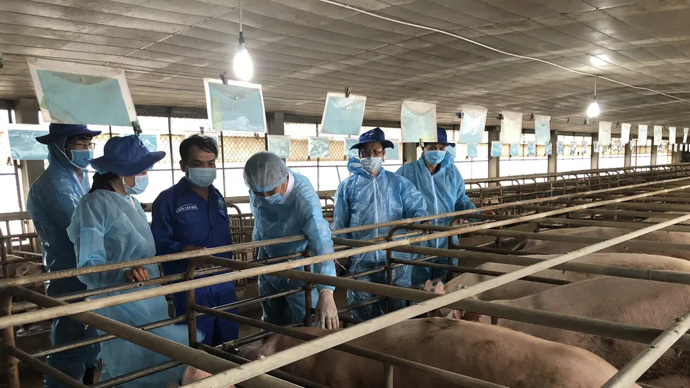 “Méo mặt” với giá thịt heo tăng sốc