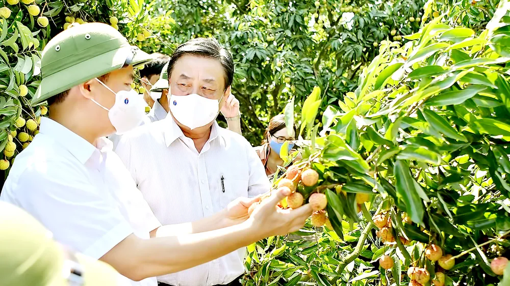 Cánh đồng chưa “bay” - Bài 4: Kết tinh tài nguyên bản địa tạo thương hiệu nông sản 