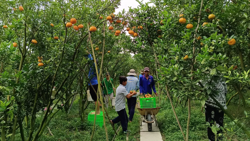 Rộn ràng mùa quýt hồng Lai Vung