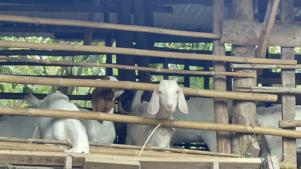 Hiệu quả kinh tế từ chăn nuôi dê