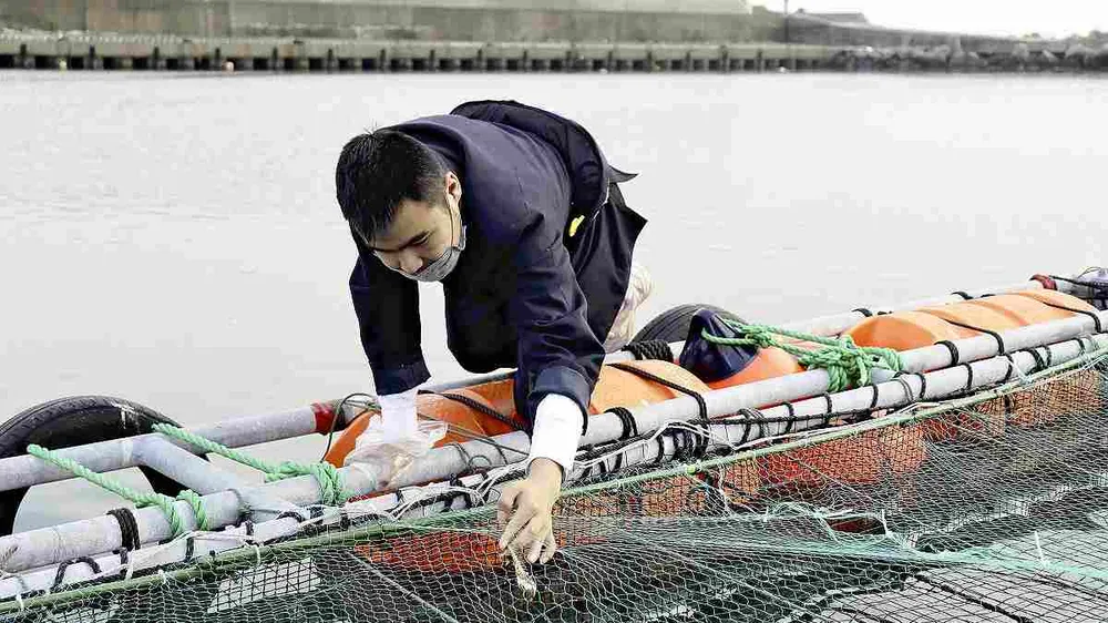Kiểm tra thiết bị giám sát lồng cá ở tỉnh Ibaraki. Ảnh Japan News