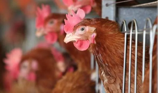 WHO: Virus H5N1 ở Campuchia không dễ lây sang người