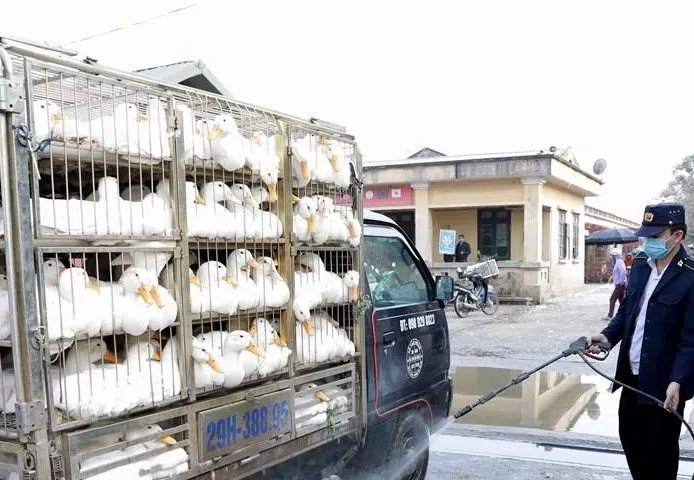 Chính phủ yêu cầu xử lý nghiêm các trường hợp buôn bán, vận chuyển trái phép gia cầm