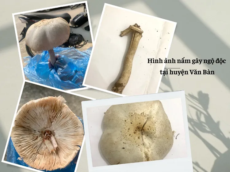 Phát hiện độc chất trong nấm và bọ cánh cứng gây ngộ độc ở Lào Cai
