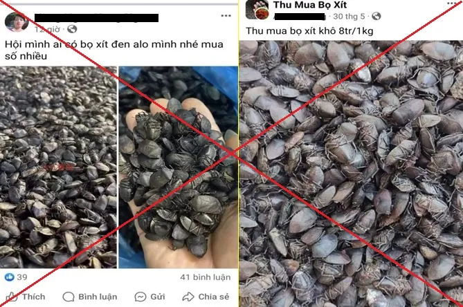 Nhiều hệ lụy khôn lường trước thông tin thu mua bọ xít đen giá cao