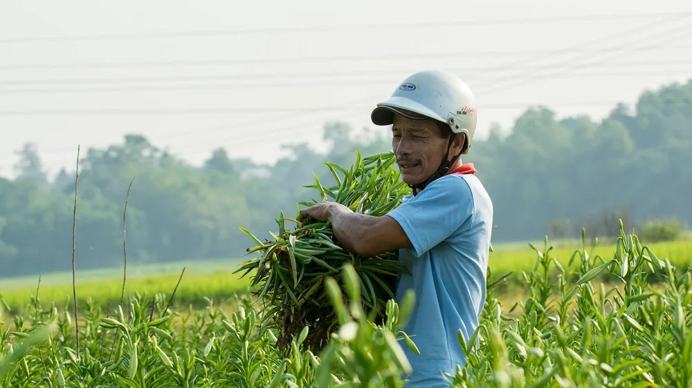 Người làm vườn phấn khởi thu hoạch mùa hoa loa kèn được mùa, giá cao