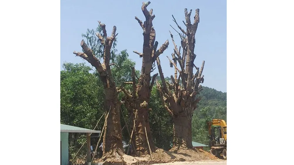 3 cây cổ thụ được trồng tạm ven đường tránh QL1A qua TP Huế.