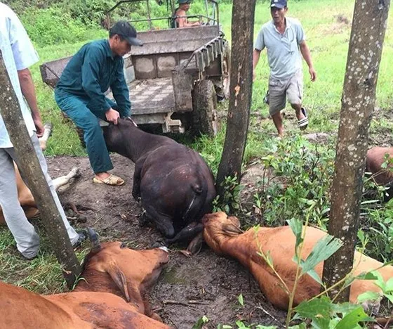 Sét đánh chết 5 con bò tại Thừa Thiên - Huế