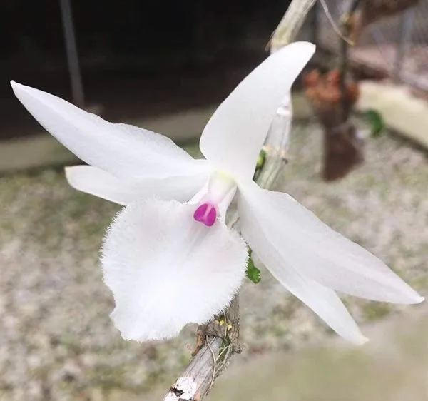 Hoa lan phi điệp đột biến