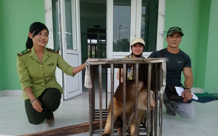 Bàn giao cá thể khỉ đuôi lợn cho Kiểm lâm