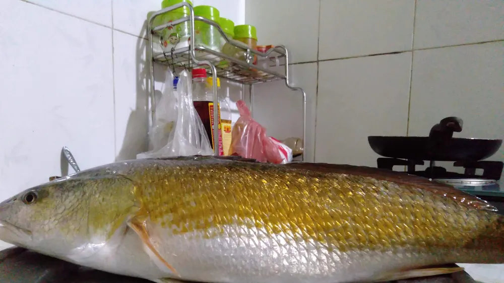 Thanh niên đi câu lúc rạng sáng bắt được cá lạ nghi là cá sủ vàng