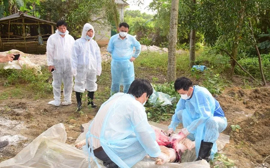 Xuất hiện ổ dịch tả heo Châu Phi tại Khu nghỉ dưỡng suối khoáng nóng Alba Thanh Tân
