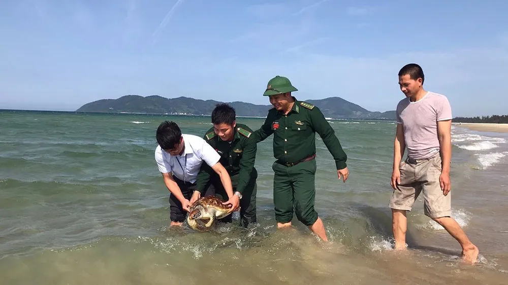 Nhiều cá thể rùa biển quý hiếm liên tục mắc lưới ngư dân ở Chân Mây