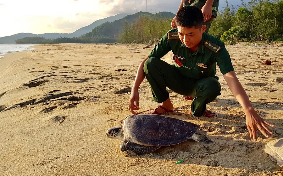 Thả cá thể rùa biển quý hiếm về lại môi trường tự nhiên