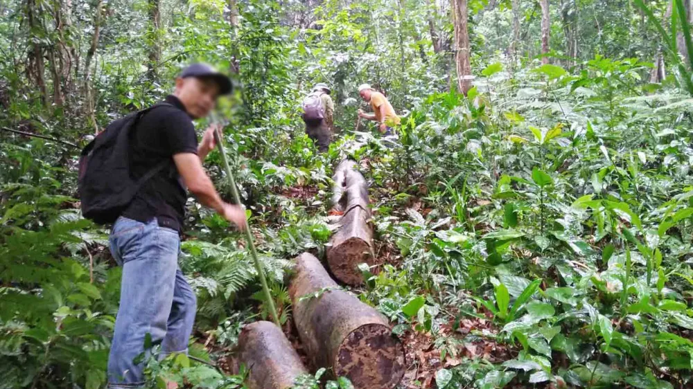 Nhiều vụ phá rừng tại Thừa Thiên - Huế được báo chí phản ánh thời gian qua khiến nhiều cán bộ lâm nghiệp bị kỷ luật ​