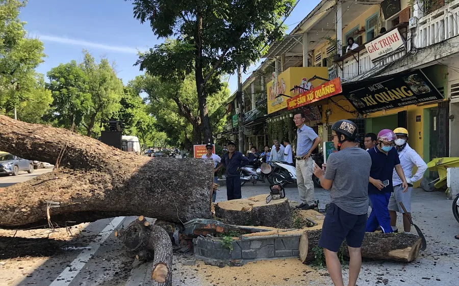 Trung tâm Công viên cây xanh Huế tiến hành đốn hạ cây long não hàng trăm tuổi trước Gác Trịnh vào sáng 18-7 ​
