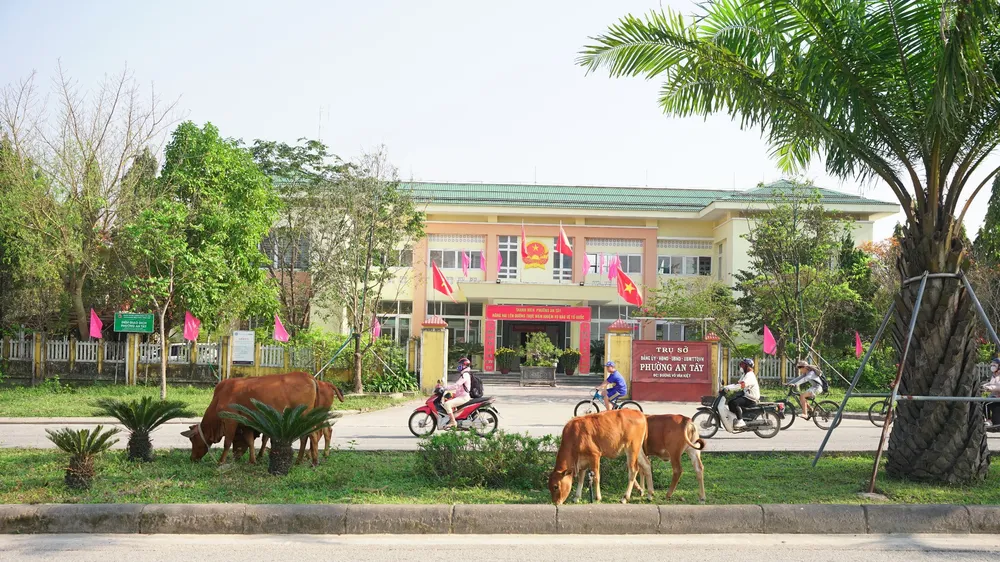 Bò gặm cỏ trên dải phân cách đường Võ Văn Kiệt, đoạn trước mặt phường An Tây, TP Huế