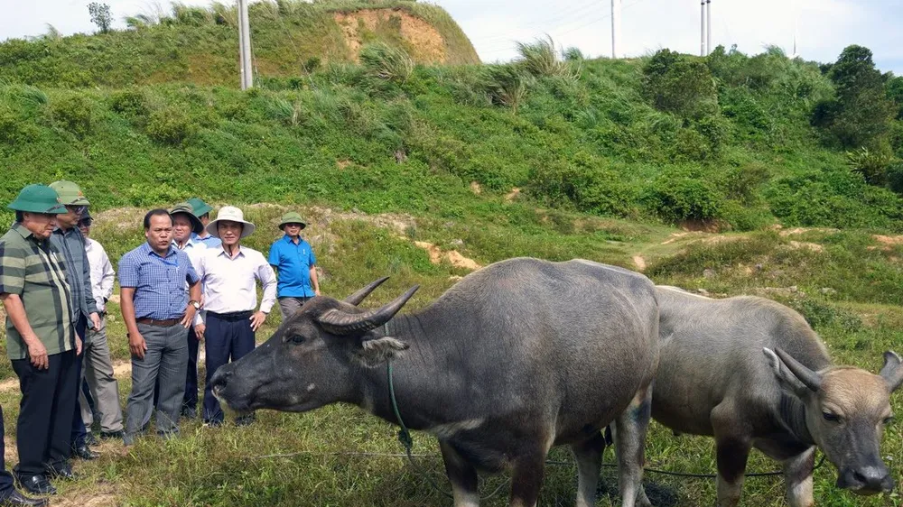 Lãnh đạo tỉnh Quảng Trị kiểm tra tình hình dịch bệnh LMLM trên đàn trâu tại huyện Hướng Hoá