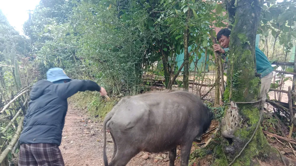 Trâu bò chết la liệt giữa rừng, khẩn cấp ngăn bệnh tụ huyết trùng lây lan