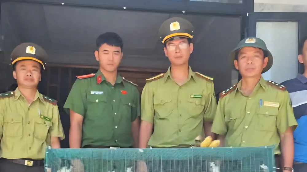 Kiểm lâm khu vực Nam Sông Hương bắt quả tang một đối tượng có hành vi quảng cáo, mua bán trái pháp phép số lượng lớn chim chào mào