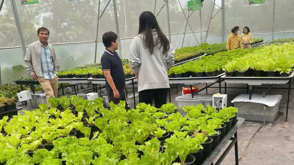 Mô hình trồng rau sạch nhà kính giúp nông dân TP Huế vươn lên thoát nghèo