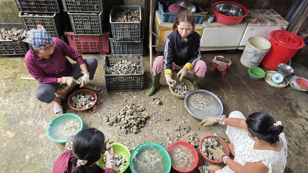 Nghề tách ruột hàu bên dòng Nhật Lệ vất vả nhưng nhiều người phụ nữ vẫn bán trụ để mưu sinh