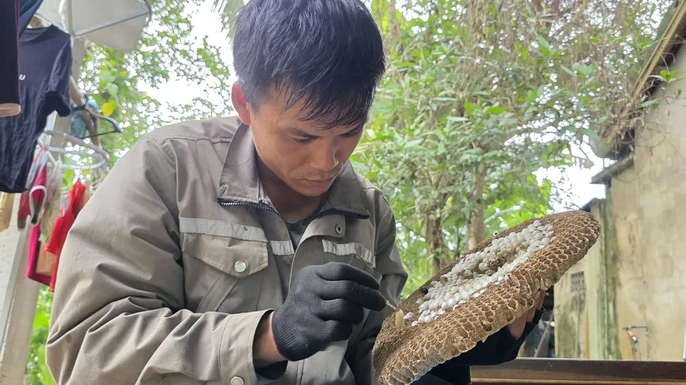 Nín thở xẻ tổ, lấy nhộng ong vò vẽ
